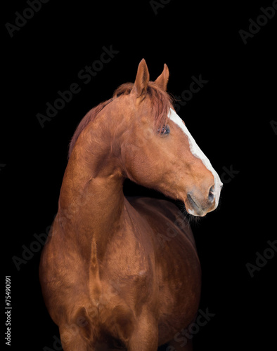 Chestnut horse head on black background.