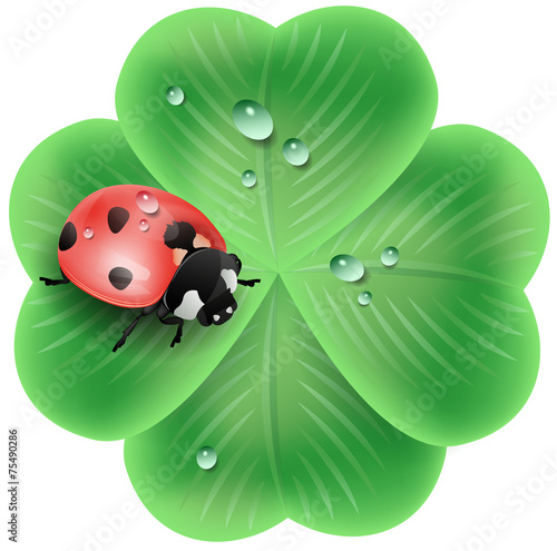 clover with a ladybug
