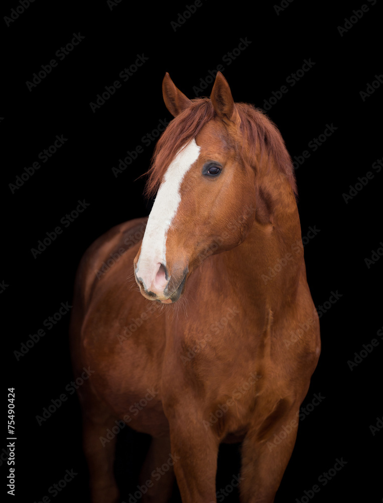 Chestnut horse head on black, close up. Chestnut horse head on black, close up.