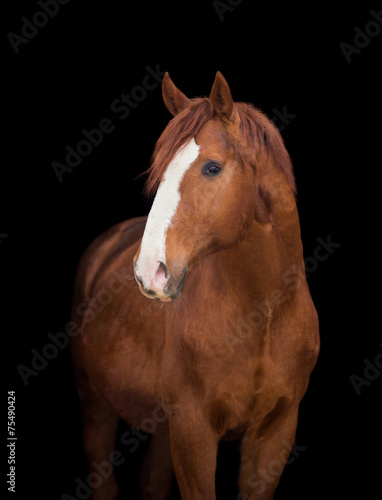 Fototapeta Naklejka Na Ścianę i Meble -  Chestnut horse head on black, close up.