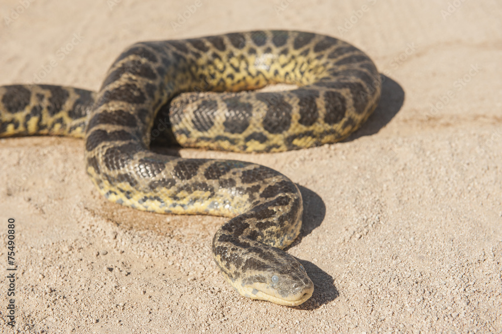 Fototapeta premium Desert rock python on sandy ground