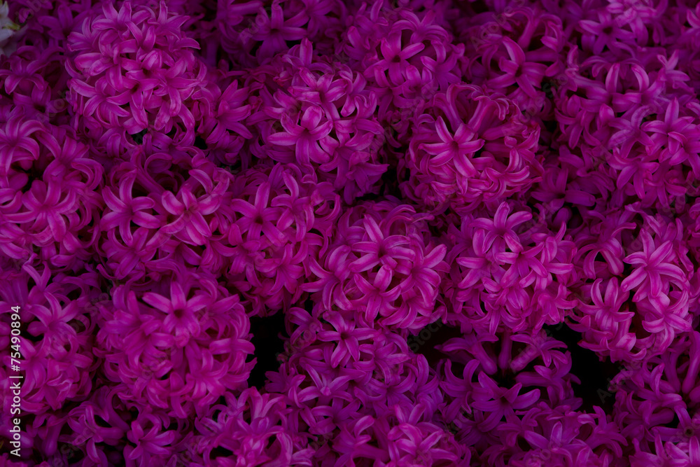 Hyacinth Hyacinth