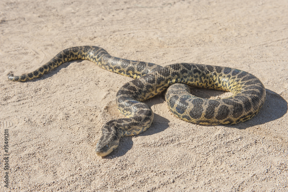 Naklejka premium Desert rock python on sandy ground
