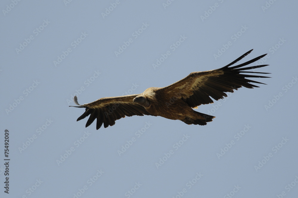 Fototapeta premium Griffon Vulture (Gyps fulvus)