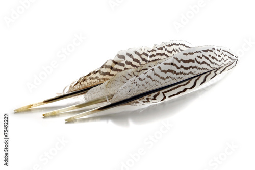 feathers from a silver pheasant with black and white stripes, is