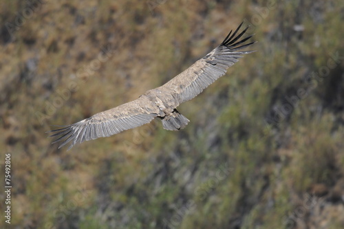Griffon Vulture (Gyps fulvus) © PROMA