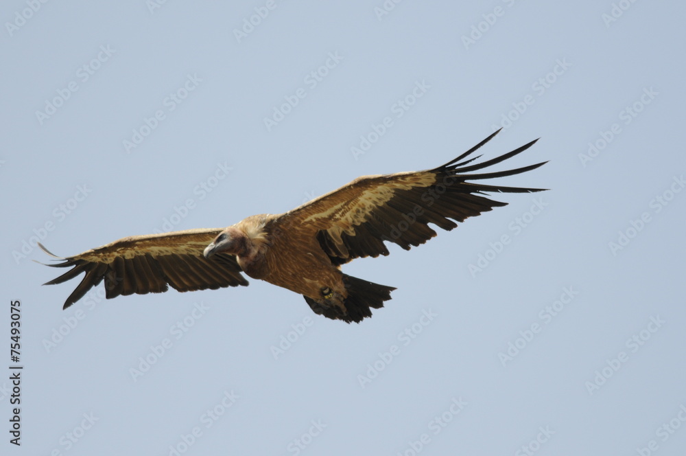 Fototapeta premium Griffon Vulture (Gyps fulvus)