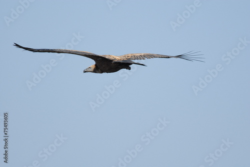 Griffon Vulture in flight