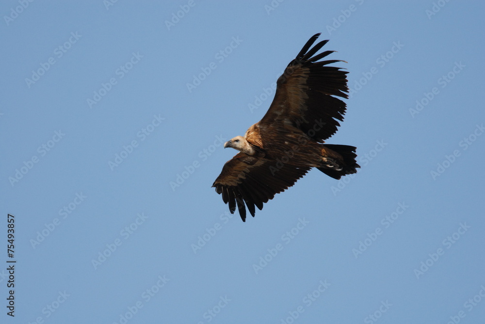 Fototapeta premium Griffon Vulture (Gyps fulvus)