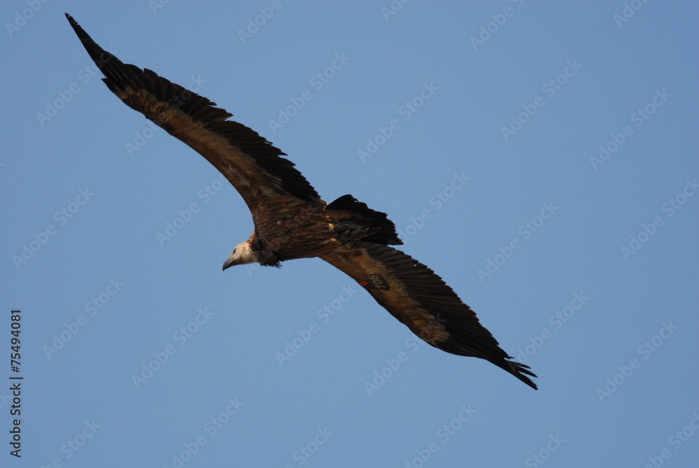 Obraz premium Griffon Vulture (Gyps fulvus)