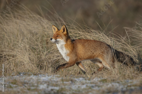 Running fox