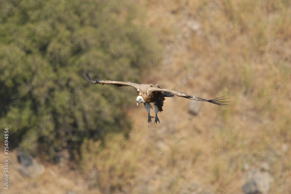 Griffon Vulture (Gyps fulvus)