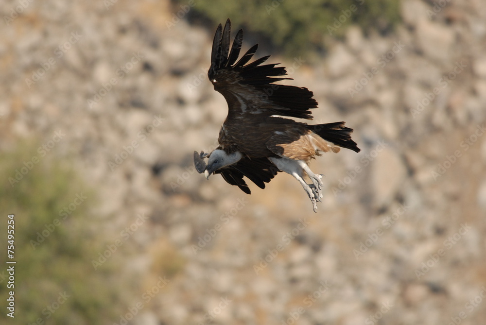 Fototapeta premium Griffon Vulture (Gyps fulvus)