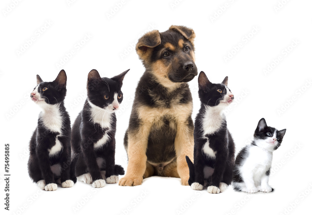 kitten and puppy kitten and puppy