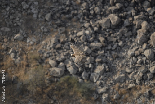 Griffon Vulture  Gyps fulvus 