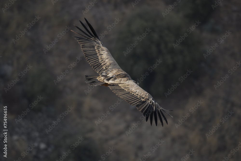 Obraz premium Griffon Vulture (Gyps fulvus)