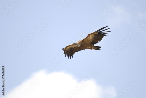 Griffon Vulture in flight