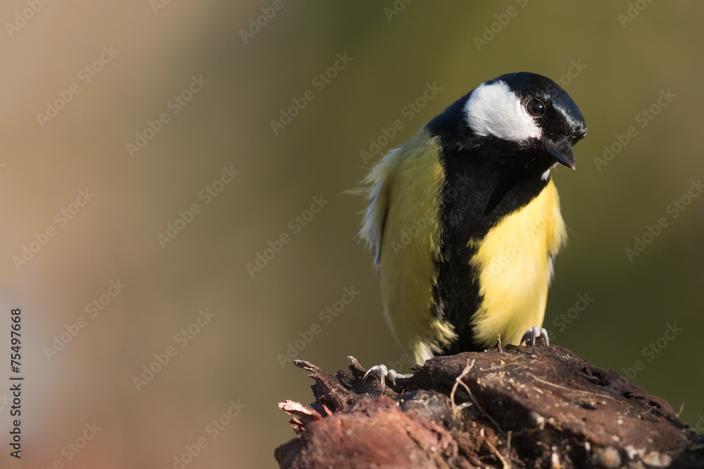 careful observation of the great tit careful observation of the great tit