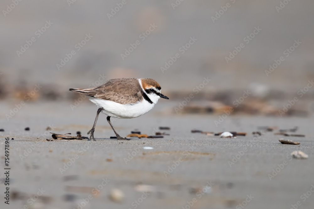 kentish plover kentish plover