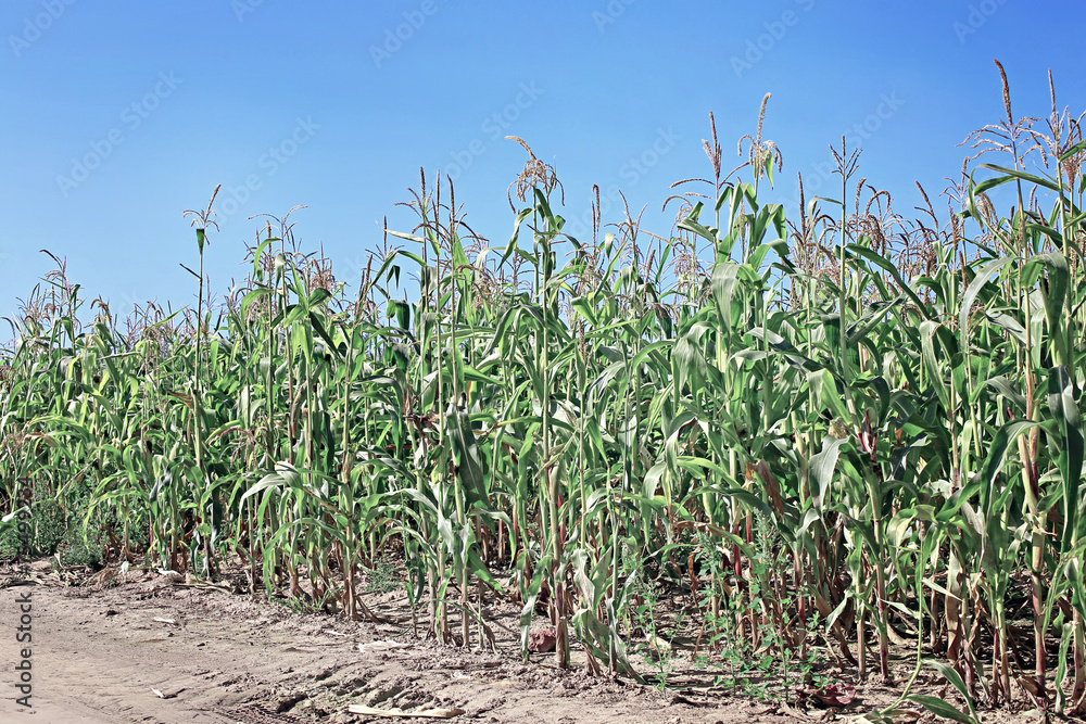 Young corn seedlings in the field Young corn seedlings in the field
