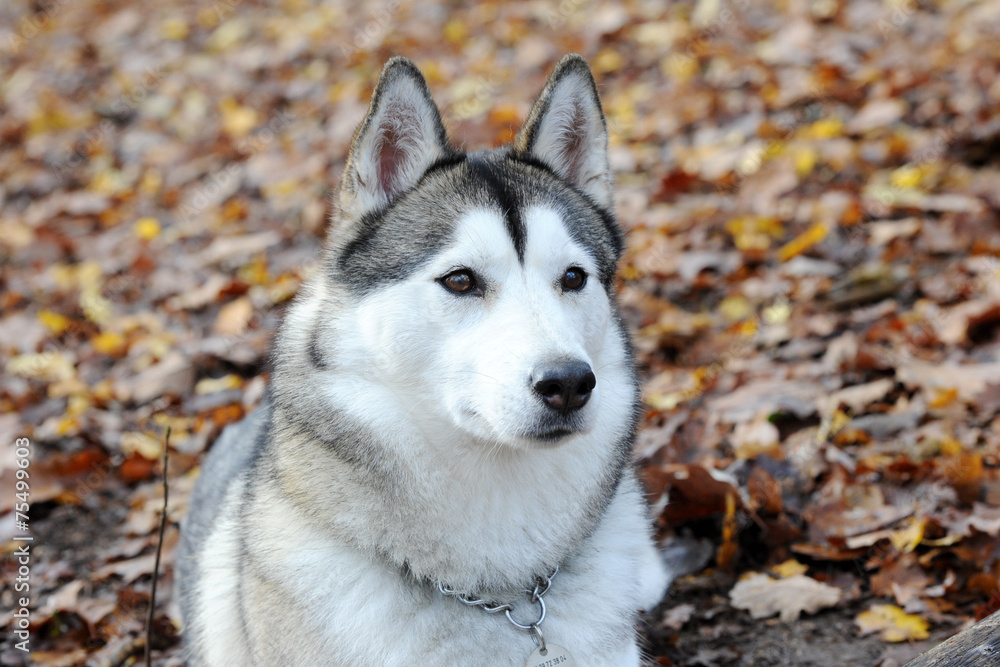 Obraz premium chien loup