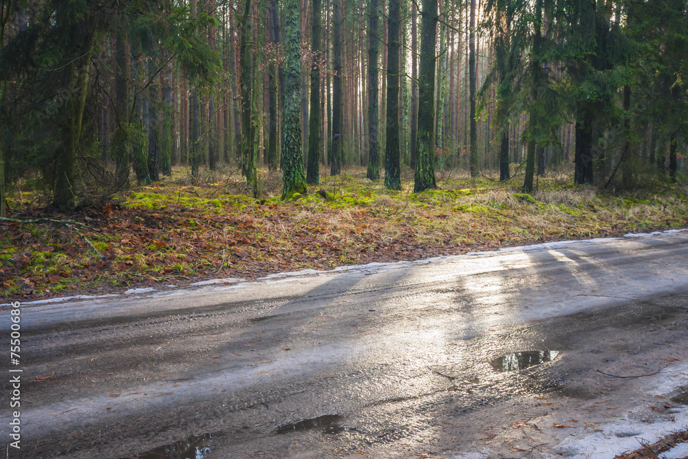 Fototapeta premium Forest