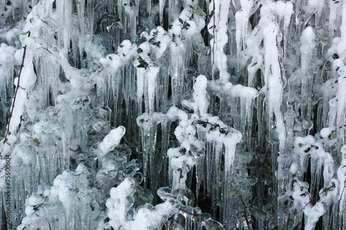 trees and bushes covered with thick white ice