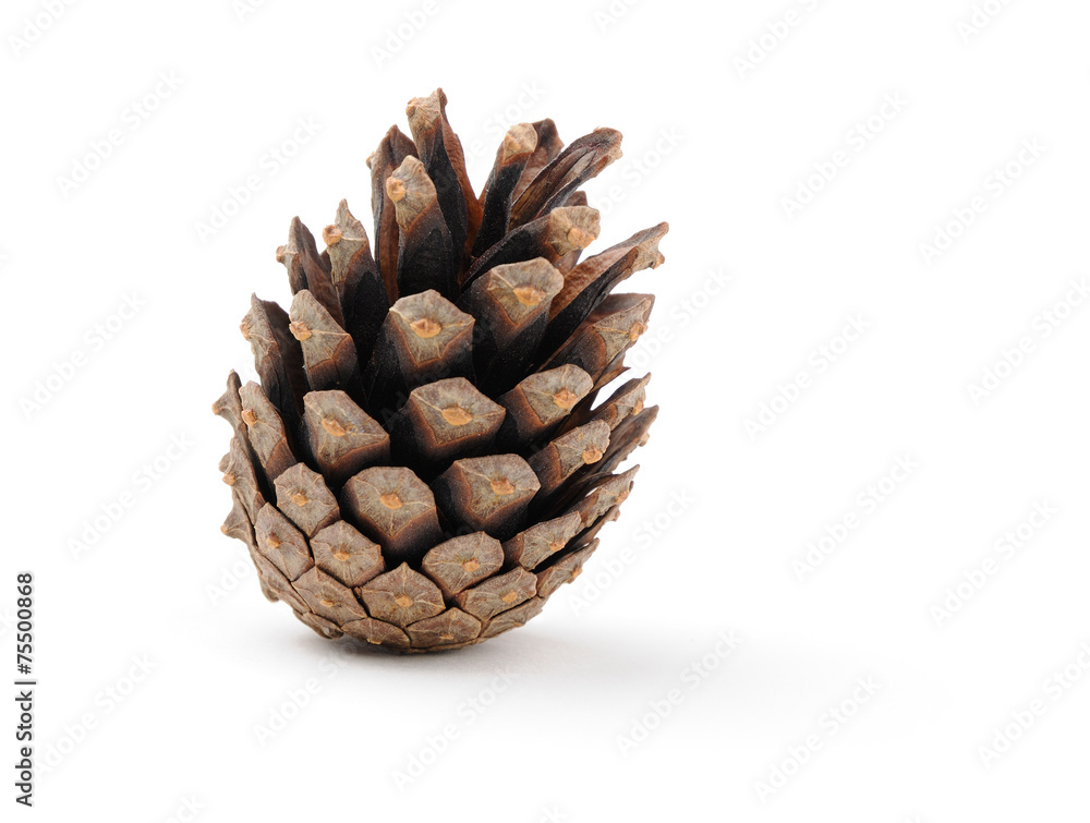 dry pine cone with light shadow dry pine cone with light shadow