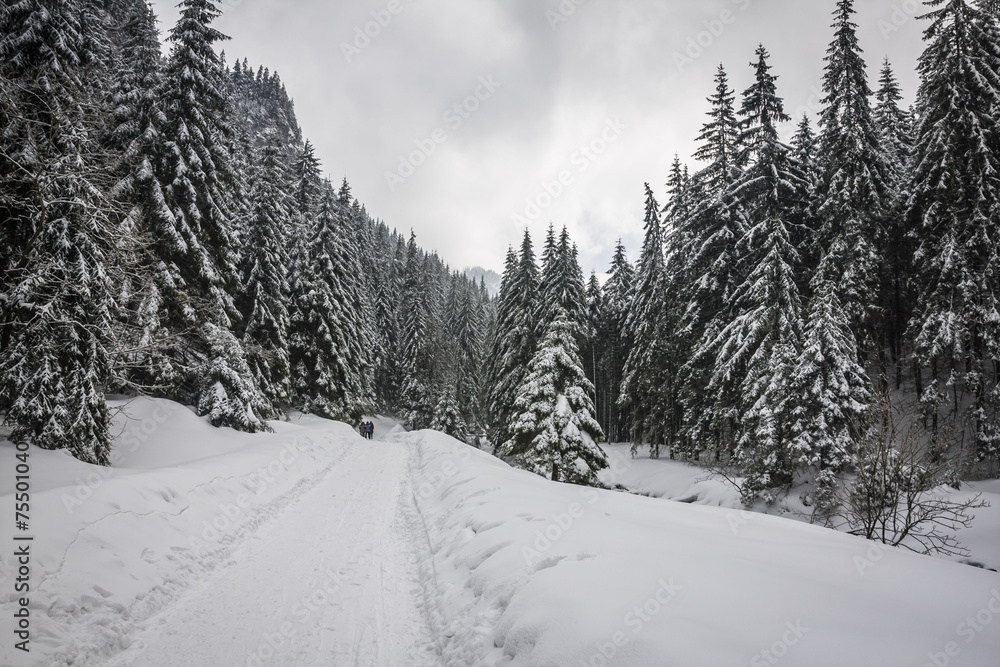 Naklejka premium Winter trail in Koscieliska valley, Tatry Mountains, Poland