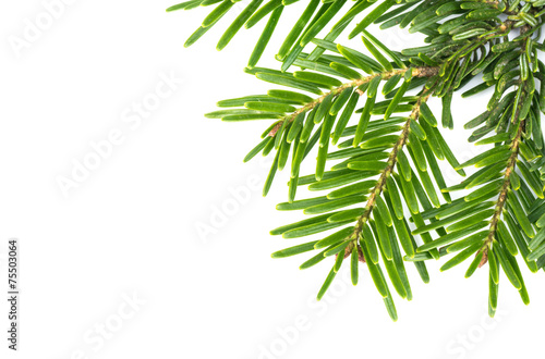 Spruce twig