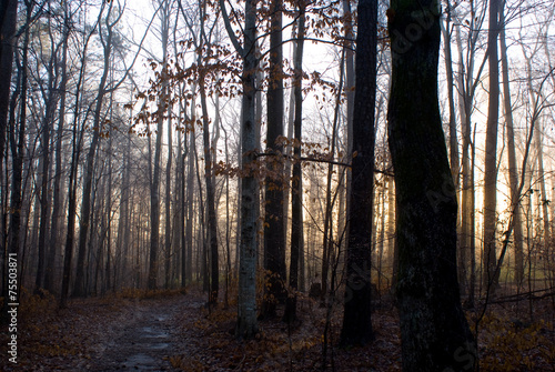 Foggy Path