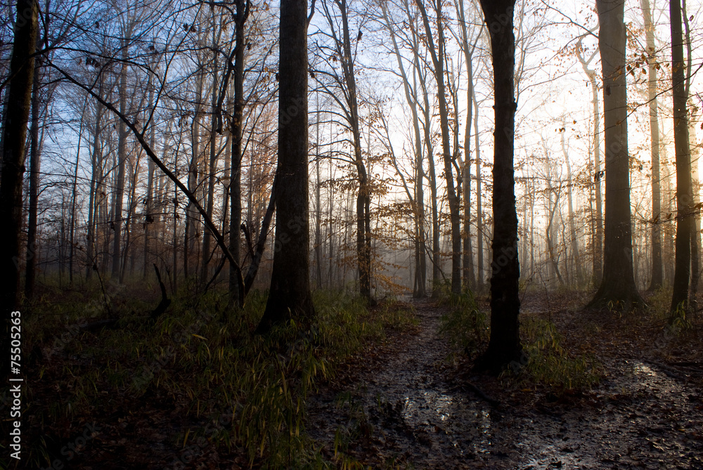 Foggy Path Foggy Path