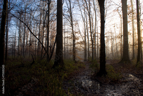 Foggy Path © crystalseye