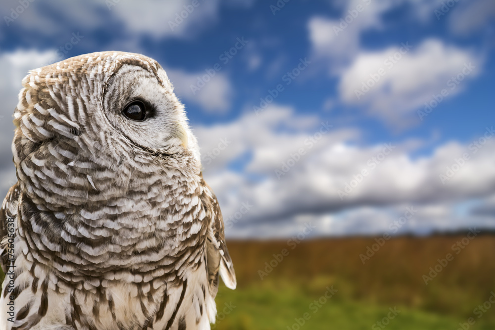 Obraz premium Barred Owl