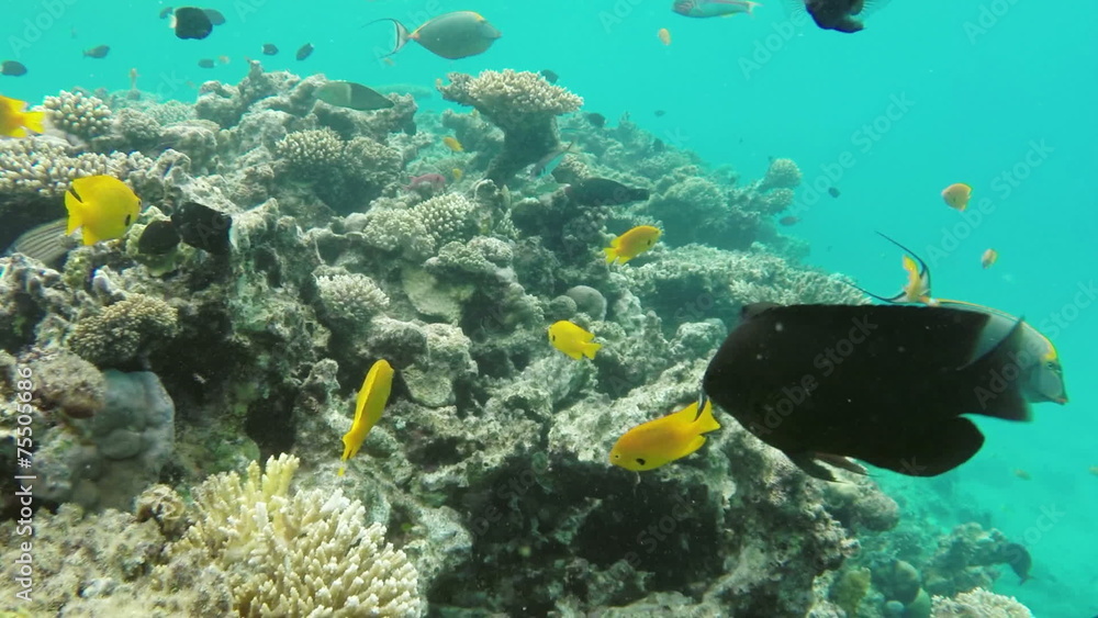 Coral and fish in the Red Sea - Egypt Coral and fish in the Red Sea - Egypt