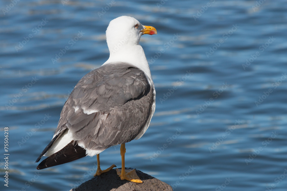 Seagull Seagull