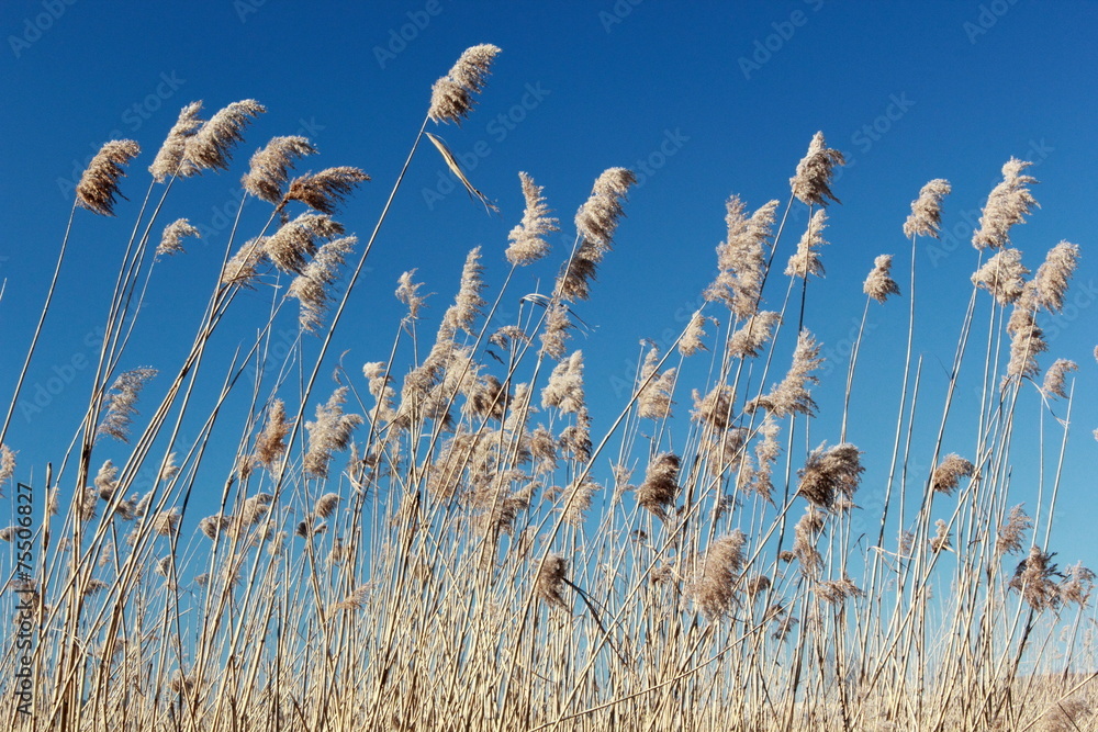 Reeds and grass against blue sky background
