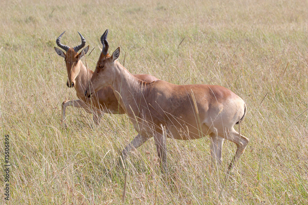 Hartebeests in Serengeti National Park, Tanzania Hartebeests in Serengeti National Park, Tanzania