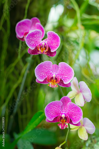Fototapeta Naklejka Na Ścianę i Meble -  Malaysian Borneo orchid garden