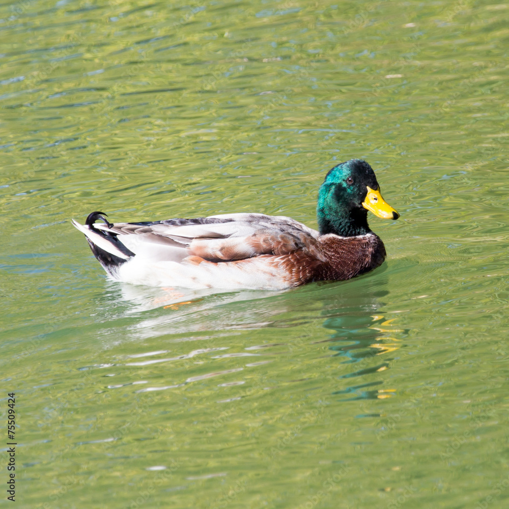 Obraz premium duck on the lake in the nature