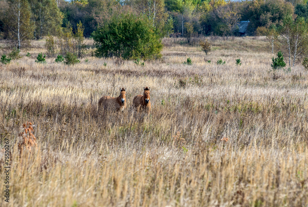 Przewalski's horses (Equus ferus przewalskii) in Chernobyl Zone Przewalski's horses (Equus ferus przewalskii) in Chernobyl Zone