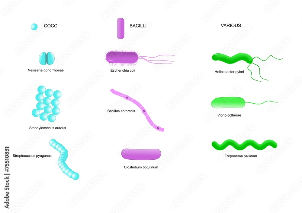 Illustrazione Stock schema delle principali forme di batteri patogeni |  Adobe Stock