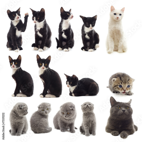 Fototapeta Naklejka Na Ścianę i Meble -  set of cats