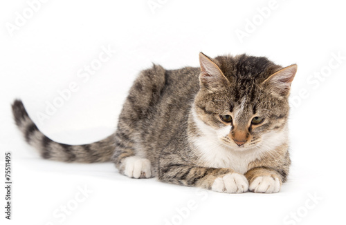 Wallpaper Mural cat on a white background Torontodigital.ca