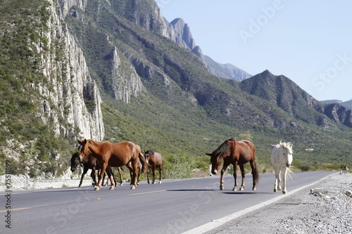 la huasteca - wildlife - wild horses