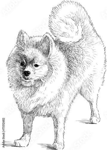 spitz-dog