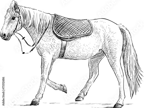 saddled horse