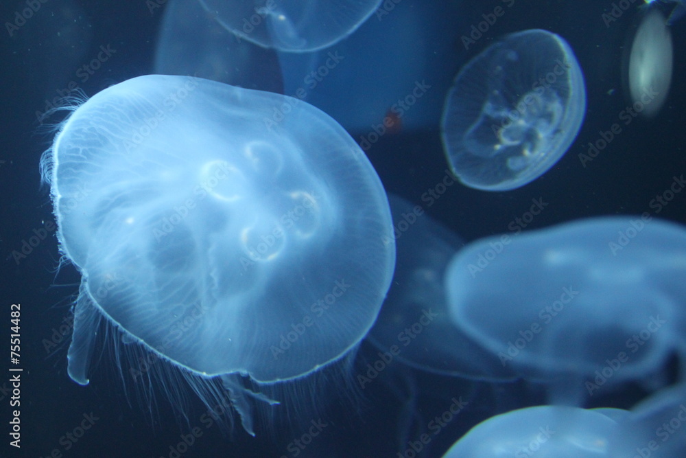 Quallen im Meer Quallen im Meer
