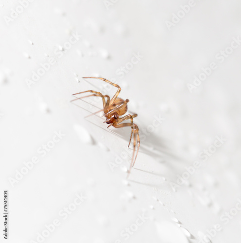 spider with water droplets on white. close-up