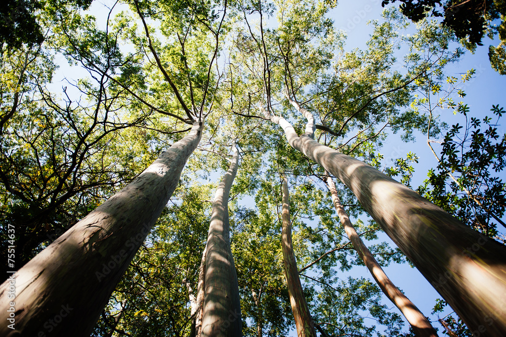 Fototapeta premium Tree